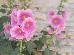 MaPauseDetox-IleDeRe20220608_124321